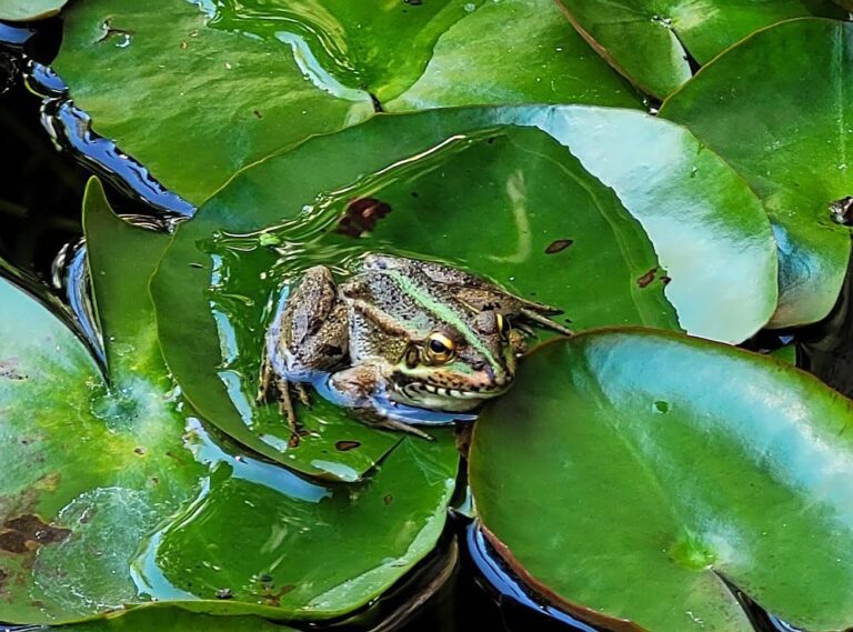 L’Arnau de quart de primària ha guanyat el primer premi del concurs de Bioimatges amb la fotografia titulada “Tranquil·la sobre els nenúfars”. Moltes felicitats Arnau!